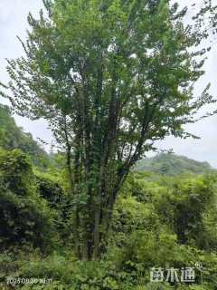 120公分多杆朴树