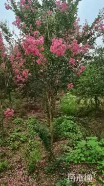 高度250厘米丛生紫薇