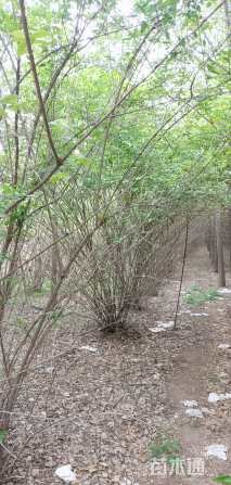 高度180厘米金银木