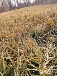 高度10厘米金边麦冬