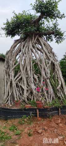 100公分造型榆树