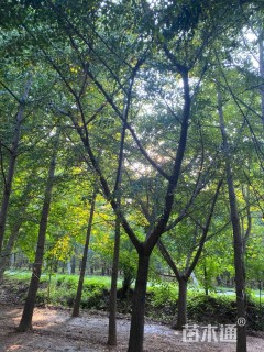 15公分嫁接银杏