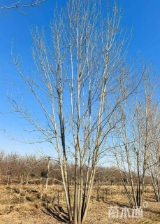 高度700厘米丛生白蜡