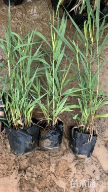 高度18厘米花叶芦竹