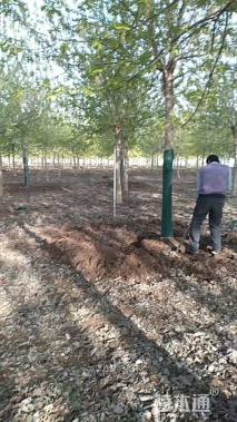 18公分金叶复叶槭