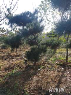 10公分造型黑松