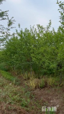 10公分北美海棠