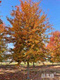 19公分美国红枫