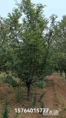 18公分春雪海棠