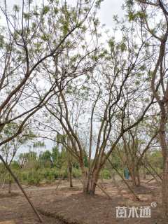 15公分(3杆)丛生蓝花楹