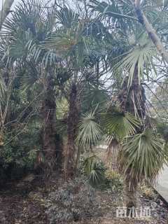 裸干高300厘米棕榈