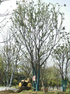 60公分丛生朴树