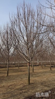 10公分美国红枫-红冠