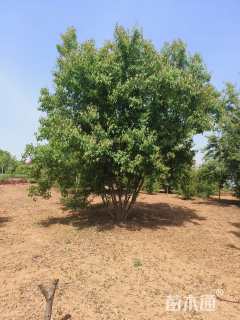 高度400厘米丛生茶条槭