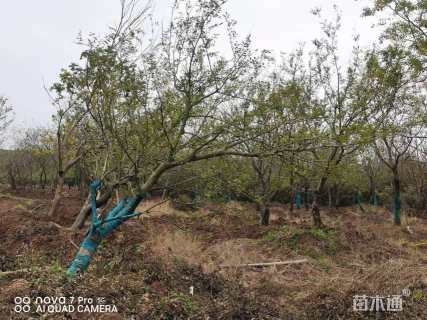 30公分造型朴树