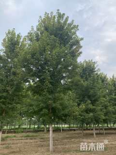 14公分美国红枫