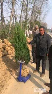 高度80厘米河南桧