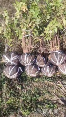 高度380厘米丛生蜡梅