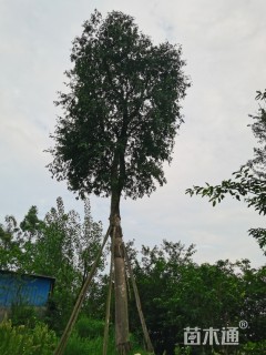 55公分皂荚