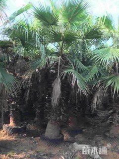 裸干高200厘米华棕