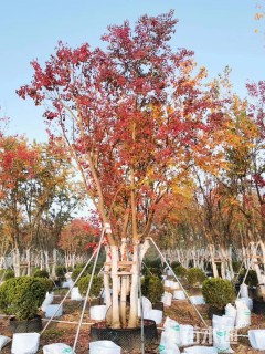 60公分丛生乌桕