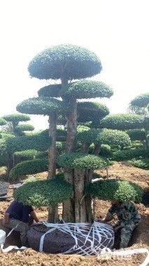 28公分对节白蜡