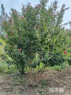 高度300厘米丛生紫薇