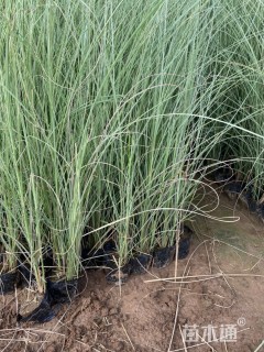 高度50厘米晨光芒