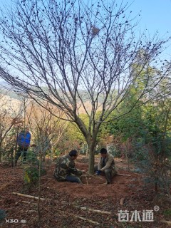 15公分日本红枫