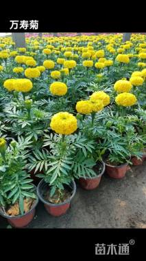 高度20厘米万寿菊