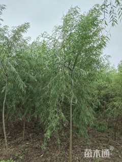 18公分垂柳
