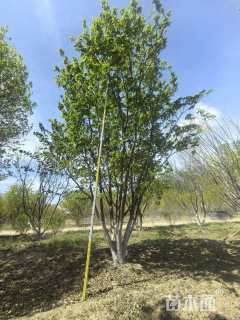 高度1200厘米丛生五角枫