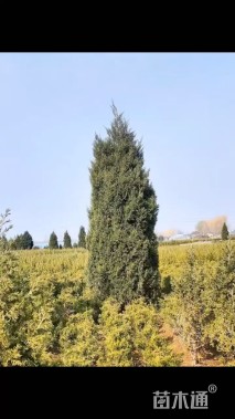 高度750厘米桧柏