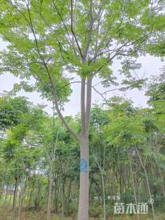 18公分黄山栾树