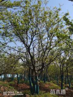 50公分多杆朴树