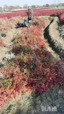 高度50厘米南天竹