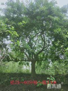 25公分红果冬青