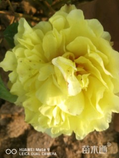 高度25厘米牡丹