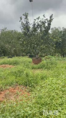 12公分柚子树