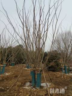 40公分(4杆)丛生朴树