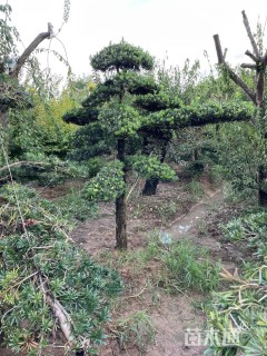 移栽苗造型罗汉松