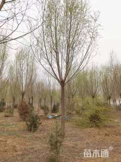 18公分旱柳