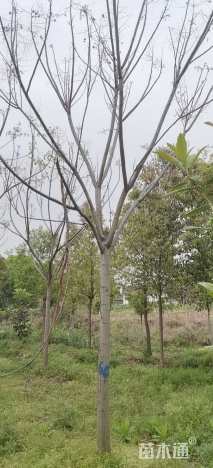 16公分黄山栾树