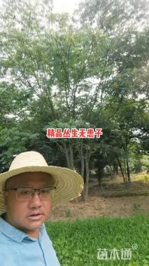 40公分(5杆)丛生无患子