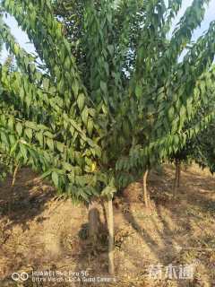 高度500厘米蜡梅