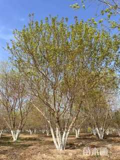 高度800厘米丛生元宝枫