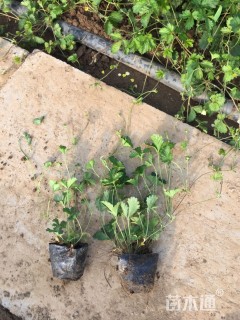 高度18厘米三叶委陵菜