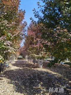 高度600厘米丛生美国红枫