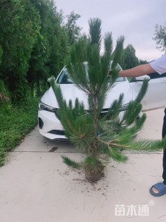 高度50厘米油松小苗