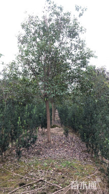 10公分大叶女贞